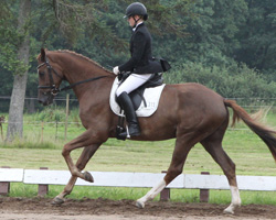 Mit Wertnote 8,17 hat der Rasthan-Wallach Roccoco mit Bettina Hock die Reitpferdeprüfung gewonnen. Mit Wertnote 8,17 hat der Rasthan-Wallach Roccoco mit Bettina Hock die Reitpferdeprüfung gewonnen.